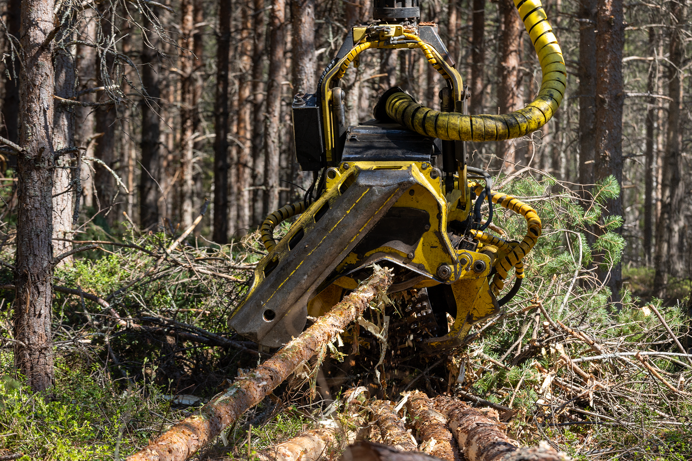 metsäkone lähikuvassa