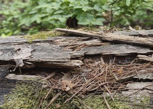 lahopuuta kesäisessä metsässä taustalla varvikkoa