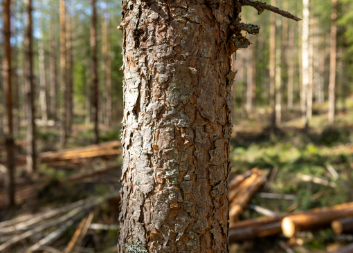 metsätyömaa